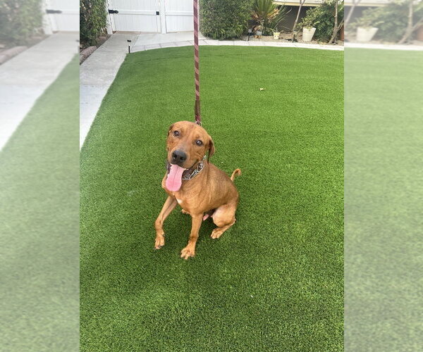 Medium Photo #1 Unknown-Vizsla Mix Puppy For Sale in Dana Point, CA, USA