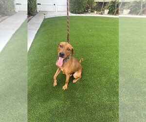 Unknown-Vizsla Mix Dogs for adoption in Dana Point, CA, USA