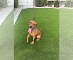 Small Vizsla Mix