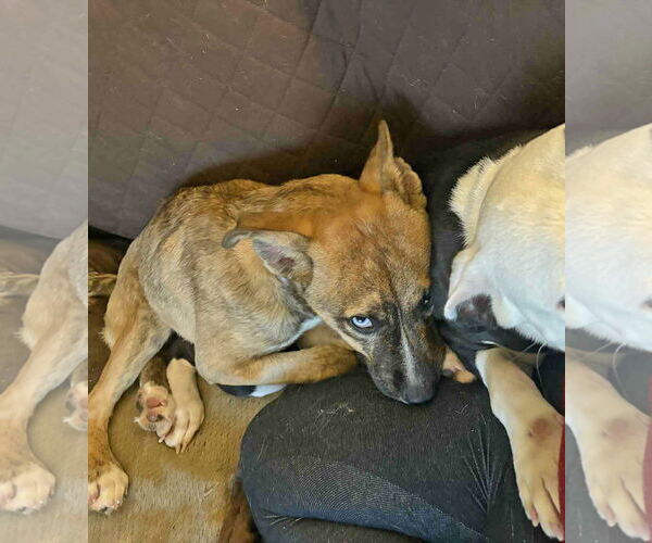 Medium Photo #3 - Mix Puppy For Sale in Forest, VA, USA