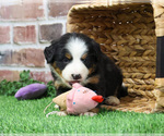 Small #8 Bernese Mountain Dog