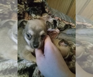 Chihuahua Puppy for sale in STILLWATER, OK, USA