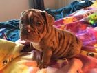 Small Photo #1 English Bulldog Puppy For Sale in POWHATAN, VA, USA