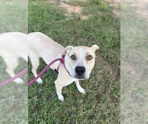 Labrador Retriever-Unknown Mix Dogs for adoption in Newton, NC, USA