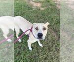 Small Labrador Retriever Mix