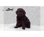 Puppy Lori Poodle (Miniature)