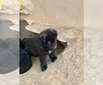 Small Photo #1 Wolf Hybrid Puppy For Sale in LAMAR, CO, USA