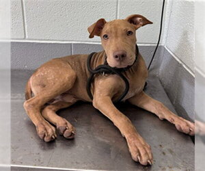 Labrador Retriever-Unknown Mix Dogs for adoption in Corpus Christi, TX, USA