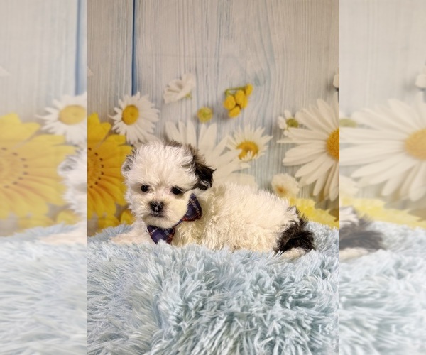 Medium Photo #2 ShihPoo Puppy For Sale in RIPLEY, MS, USA