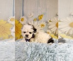 Small #1 ShihPoo