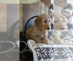 Small Photo #14 Goldendoodle Puppy For Sale in PERRYSVILLE, OH, USA
