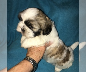 Shih Tzu Puppy for sale in COPPELL, TX, USA