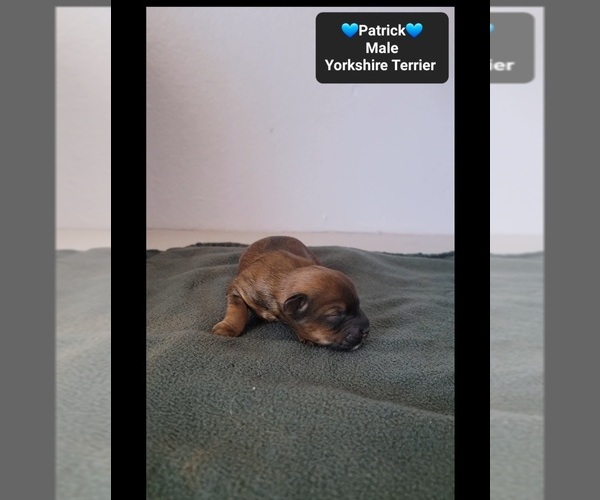 Medium Photo #3 Yorkshire Terrier Puppy For Sale in TUCSON, AZ, USA