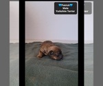 Small #2 Yorkshire Terrier