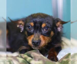 Mutt Dogs for adoption in San Antonio, TX, USA