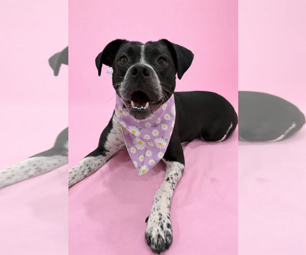 Medium Photo #1 Boxer-Unknown Mix Puppy For Sale in Sandy, UT, USA