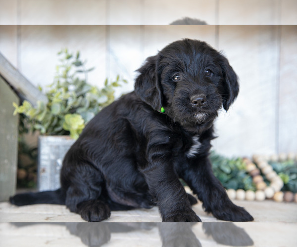 Medium Photo #1 Miniature Labradoodle Puppy For Sale in SUGARCREEK, OH, USA