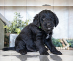 Puppy Chase Miniature Labradoodle