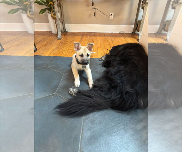 Medium Photo #7 Mutt Puppy For Sale in Holly Springs, NC, USA