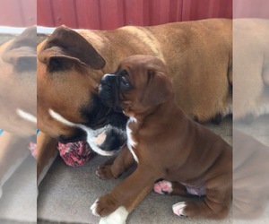 Boxer Puppy for sale in APPLE CREEK, OH, USA