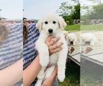 Small #13 Maremma Sheepdog