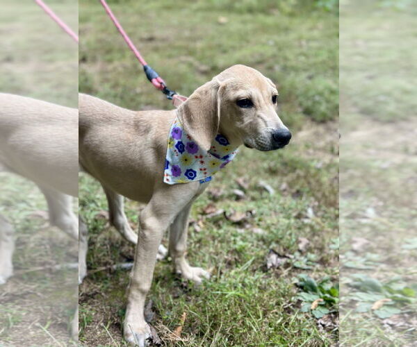 Medium Photo #3 Mutt Puppy For Sale in Westwood, NJ, USA