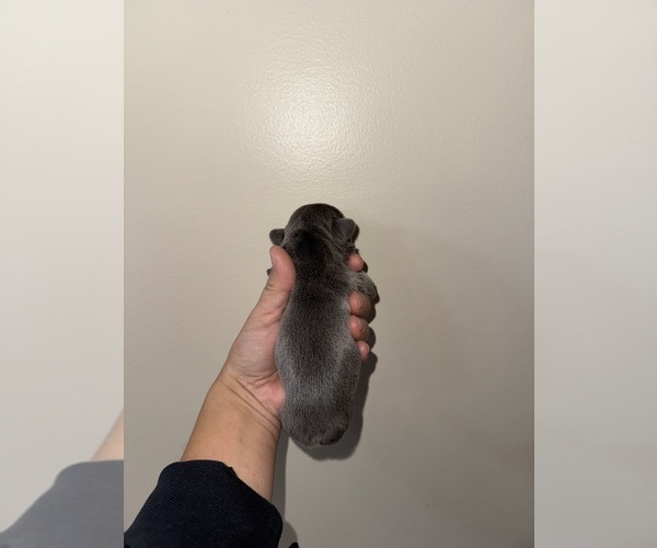 Medium Photo #7 French Bulldog Puppy For Sale in HILTON, NY, USA