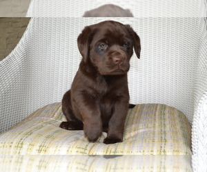 Labrador Retriever Litter for sale in GREENWOOD, WI, USA
