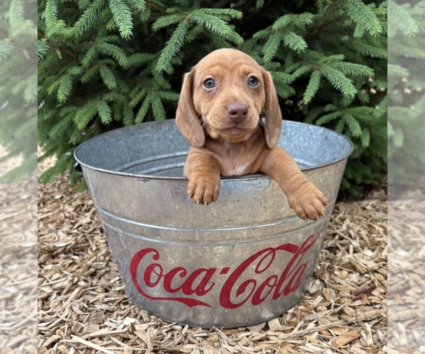 Medium Photo #2 Dachshund Puppy For Sale in MIDDLEBURY, IN, USA