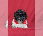 Small Photo #6 Poochon Puppy For Sale in LINCOLN UNIV, PA, USA