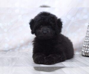 Aussie-Poo Puppy for sale in MARIETTA, GA, USA