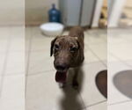 Small Dachshund Mix