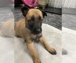 Small Photo #159 Belgian Malinois Puppy For Sale in REESEVILLE, WI, USA