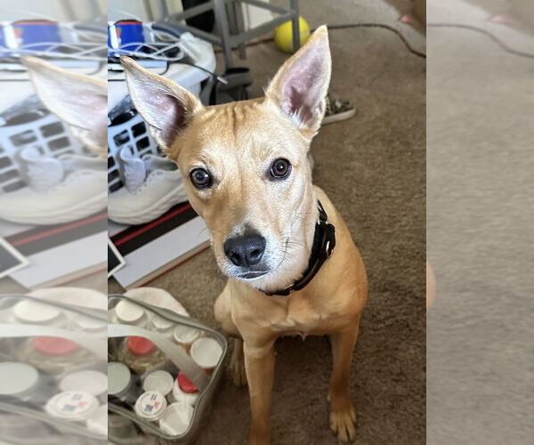 Medium Photo #4 Boxer-Unknown Mix Puppy For Sale in Dana Point, CA, USA