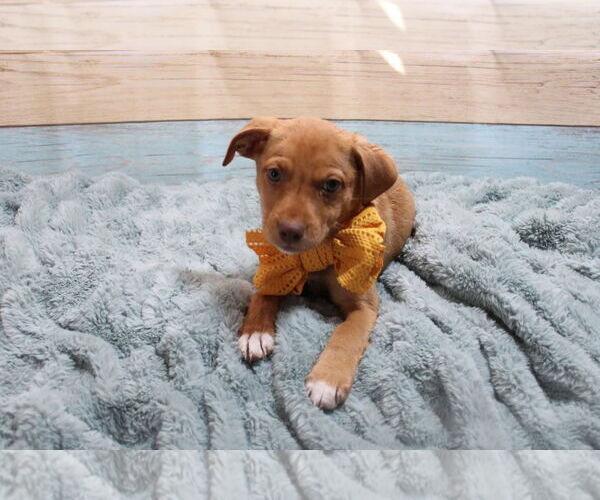 Medium Photo #4 Mountain Cur-Unknown Mix Puppy For Sale in New London, WI, USA