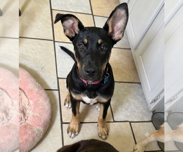 Medium Photo #5 Mutt Puppy For Sale in Canton, CT, USA