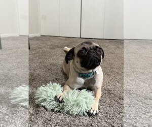 Pug Dogs for adoption in Phoenix, AZ, USA