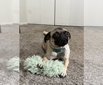 Lottie - Female Pug Dog for Adoption - Small photo