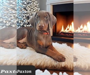 Doberman Pinscher Puppy for sale in POMEROY, OH, USA