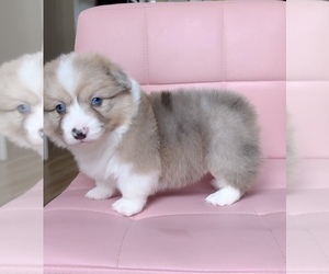 Pembroke Welsh Corgi Puppy for sale in EASTVALE, CA, USA