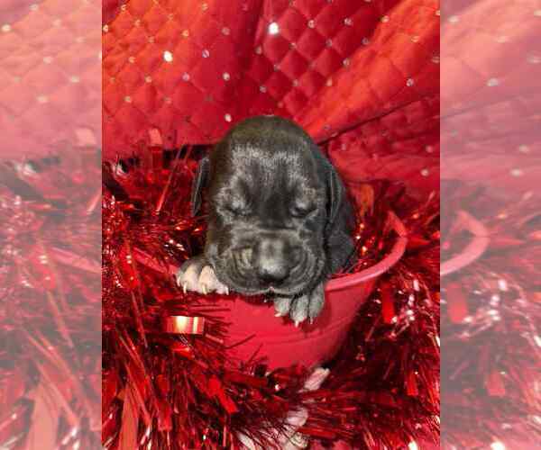 Medium Photo #9 Great Dane Puppy For Sale in ALVORD, TX, USA