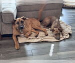 Small #4 German Shepherd Dog Mix