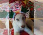 Small Photo #2 Siberian Husky Puppy For Sale in DANBY, VT, USA