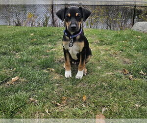 Labrador Retriever-Unknown Mix Dogs for adoption in Princeton, MN, USA