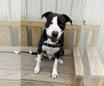 Small #8 Retriever  Mix