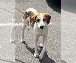 Small #3 Mutt