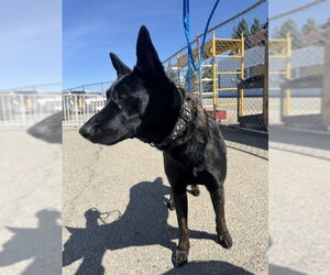 Mutt Dogs for adoption in Stockton, CA, USA