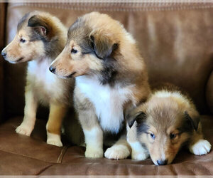 Collie Puppy for sale in EAST PALESTINE, OH, USA
