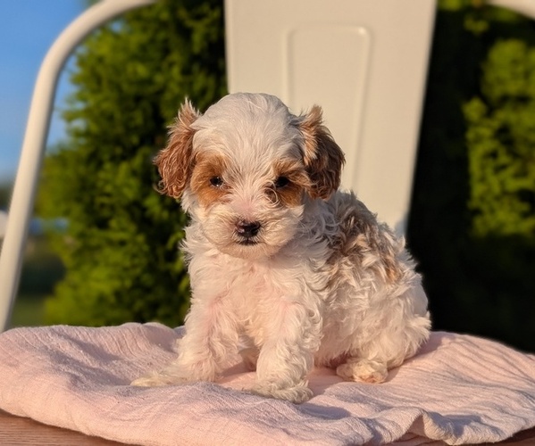 Medium Photo #9 Cavapoo (Miniature) Puppy For Sale in GOSHEN, IN, USA