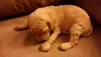 Small Photo #1 Goldendoodle Puppy For Sale in NORTH ANDOVER, MA, USA